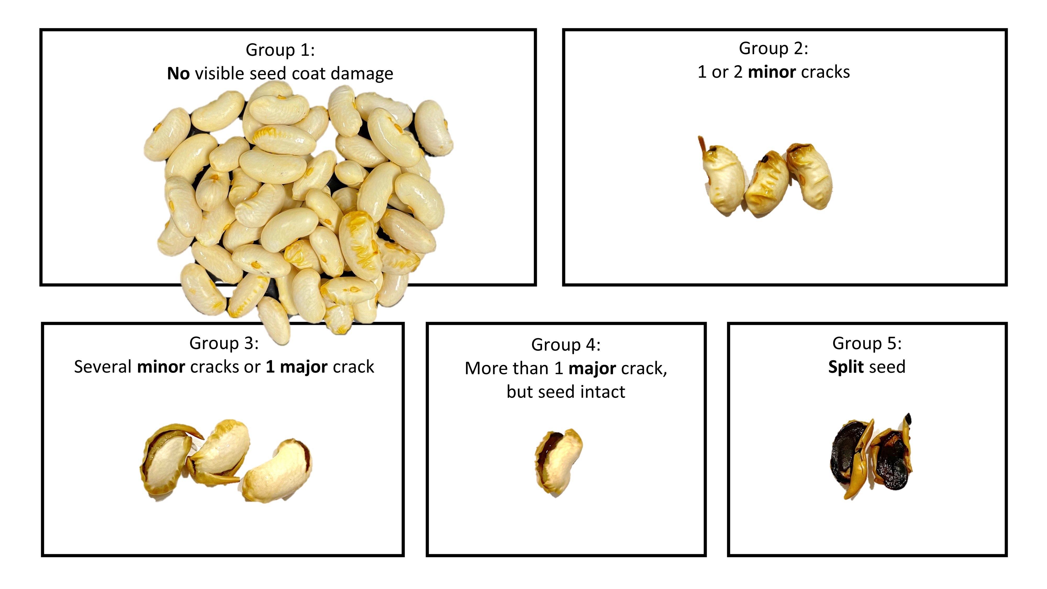 Staining test to measure the seed coat checks (SCC).